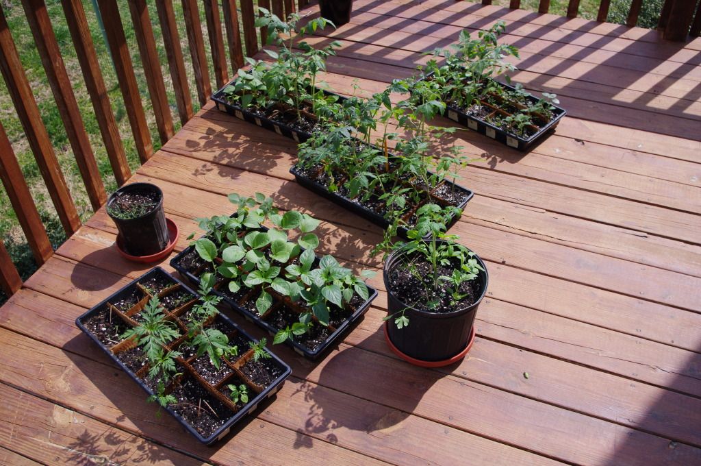 April 6, 2011. Mostly nightshade guild plants hardening off on the deck before transplanting. When we transplanted, we made sure to inoculate with mychorrhizal fungi as well as foliar feed with compost tea to reduce transplant shock.
