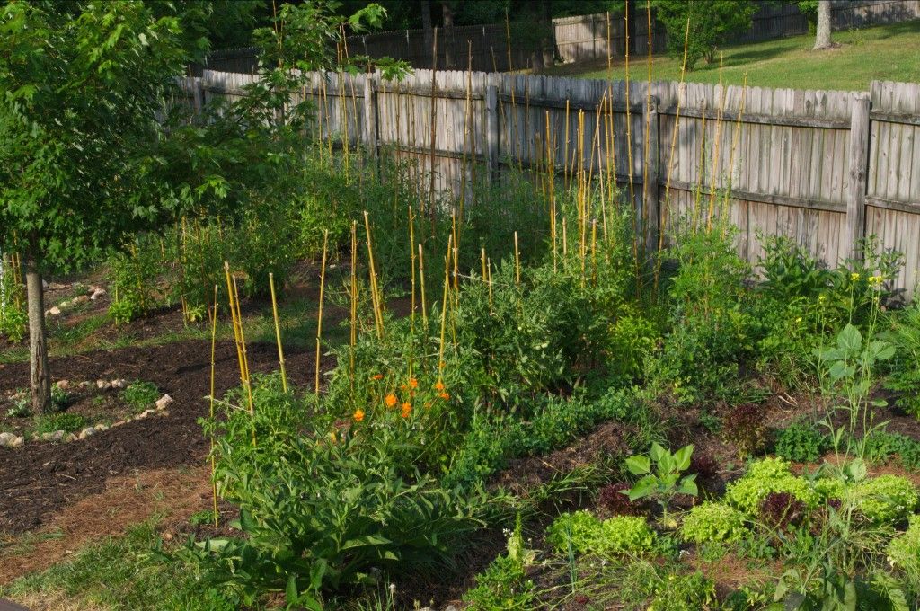 une 15, 2011. On the right is the green guild, separated from the nightshade guild (left) by our first water harvesting swale. Transitions occur in space as well as time in a garden.