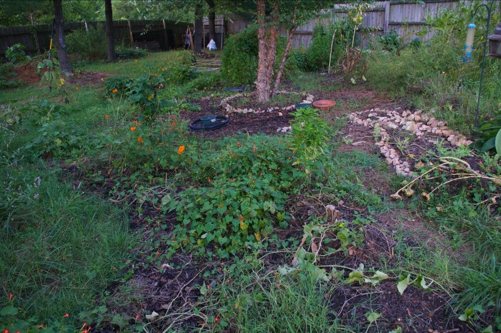 September 7, 2011. Part of the four sisters guild- no more melons, no ground cover, and morning glories doing their thing. On a positive note- the bed still has its cover of mulch so the soil wasn't exposed to the sun! Note, the decomposing, dead plants are left for a reason- they died a natural death and are safe to remain as overwintering sites and bulky mulch.