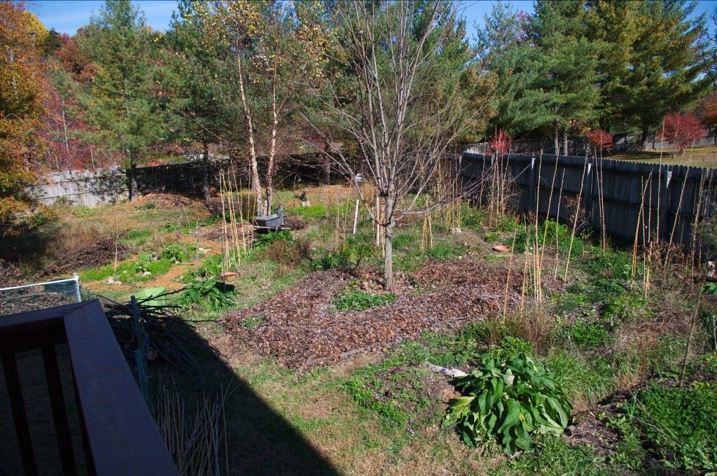 November 2011: A better view of the area we actually double dug and turned into the "main" garden. Winter and cover crop production in full swing.