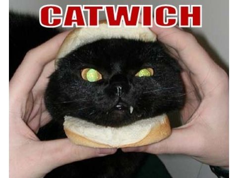 catwich_2_2_zps908e70f5.jpg
