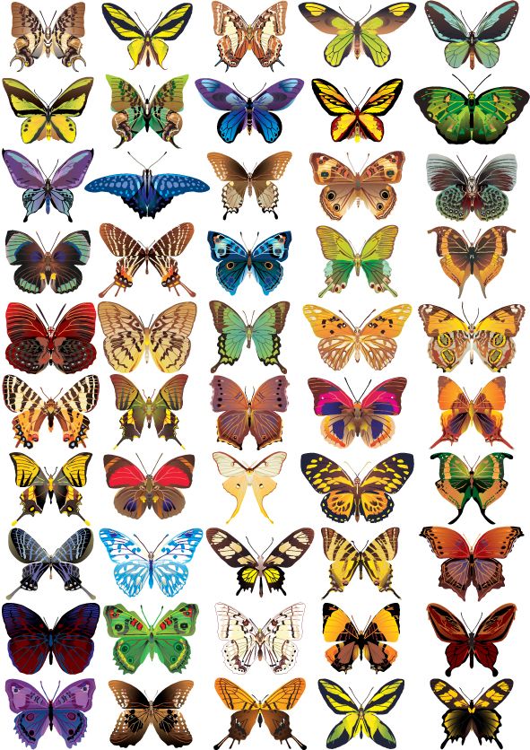 Butterfly-01_zps998d2015.jpg