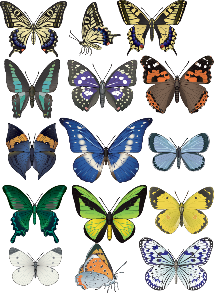 Butterfly-2_zpsaedc78a7.png