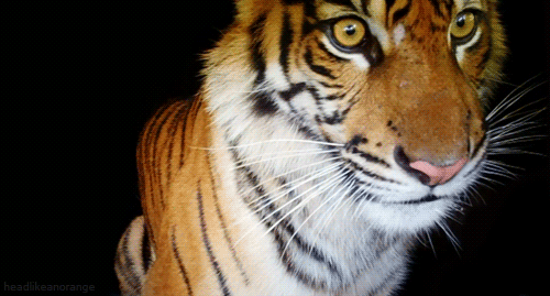 sexy tiger photo: Tiger 1348093358720991_animate_zps125f14ec.gif