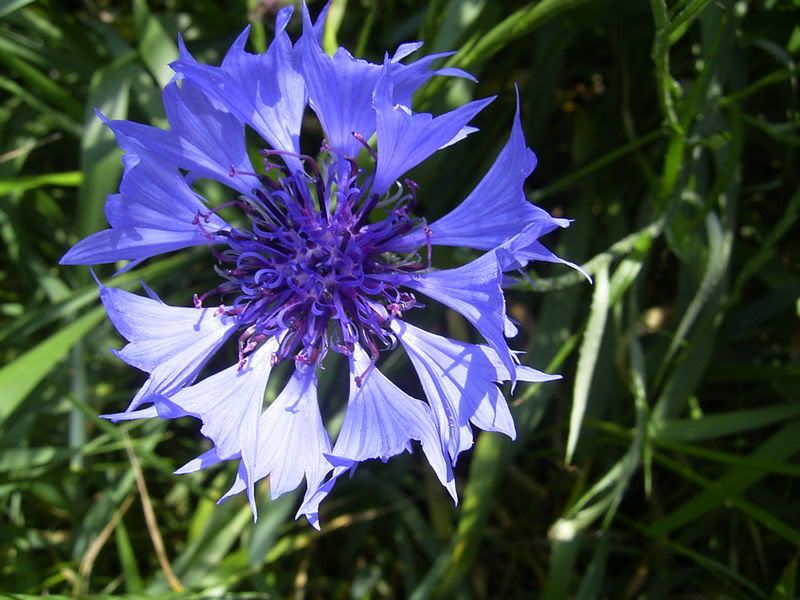 800px-CentaureaCyanus-bloem-kl.jpg