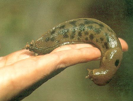 http://i1143.photobucket.com/albums/n627/thedogcody/bananaslug-01.jpg
