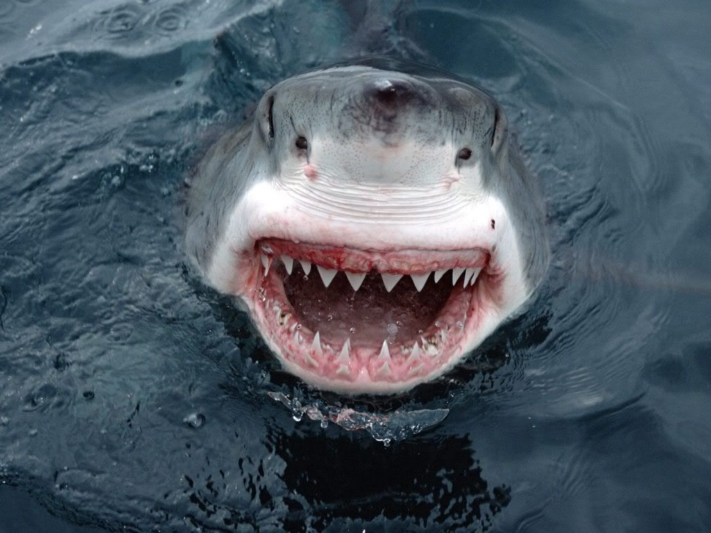 http://i1143.photobucket.com/albums/n627/thedogcody/great-white-shark-smile.jpg