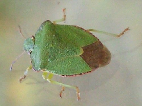 http://i1143.photobucket.com/albums/n627/thedogcody/green-shield-bug-1.jpg