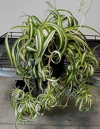 http://i1143.photobucket.com/albums/n627/thedogcody/spiderplants.jpg
