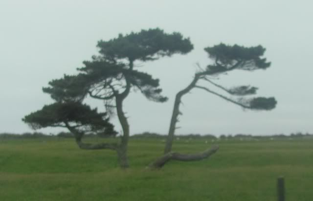 NZ-Bonsai.jpg