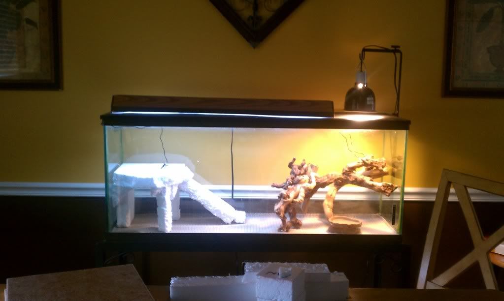 DIY Basking Platform • Bearded Dragon . org