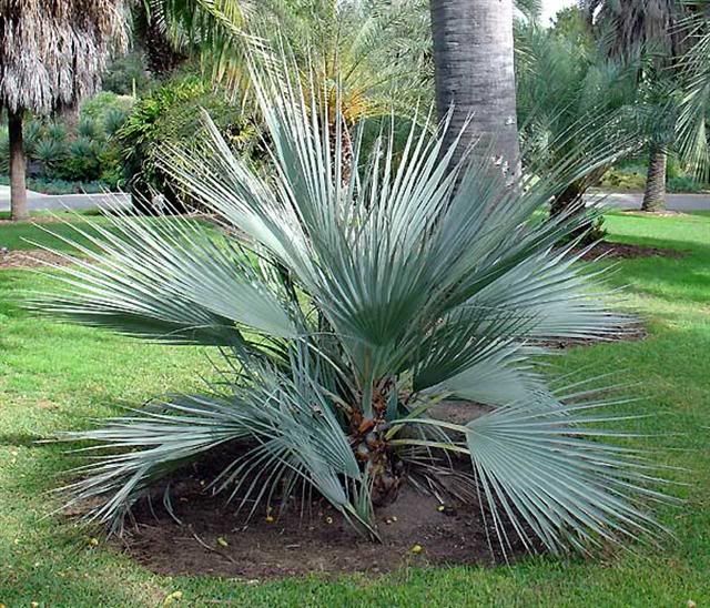 Cold Hardy Package 3 Live Palm Tree Sabal Mazari Dragon 