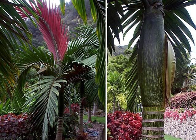 WATERMELON Flamethrower Palm LIVE Tree King Red Leaf eBay