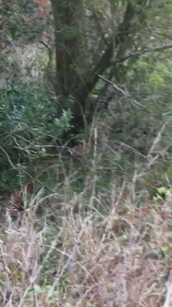 1BABAF41-8377-494D-A4C1-34E708842C22_zps