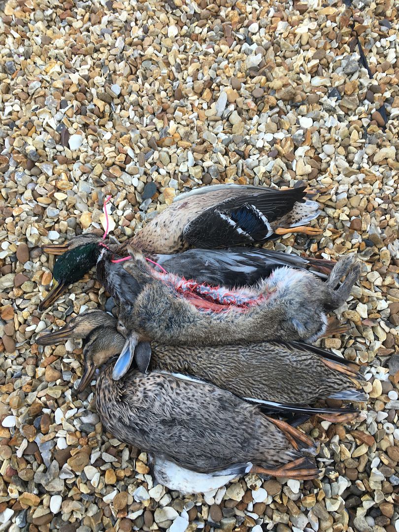 247D1A48-B52D-4494-9709-653FAD34A076_zps