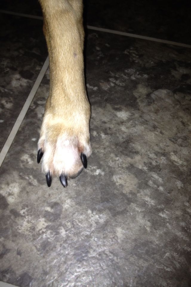 Badly Swollen Toe Working Dog Health And Training Talk The Hunting Life
