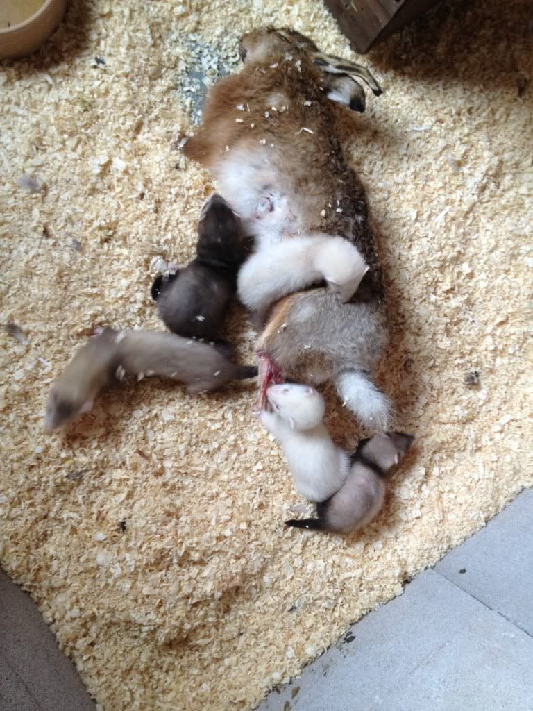 8E095B7F-F6E7-4317-A97F-9E9A78ED5D60-437