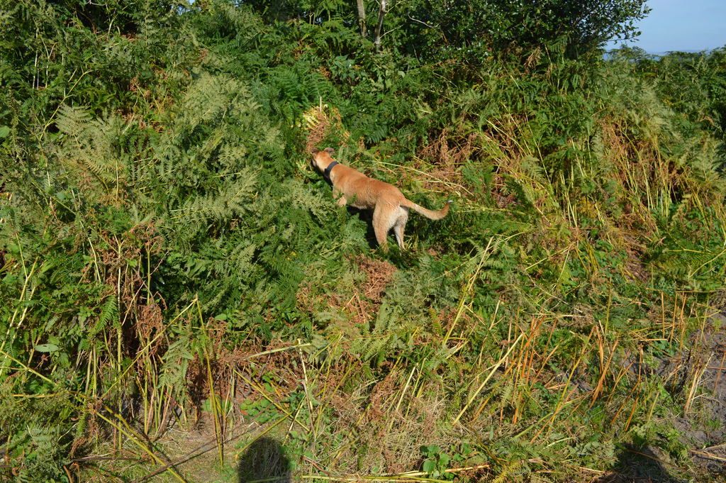 DSC_0018_zpspumjvxuv.jpg
