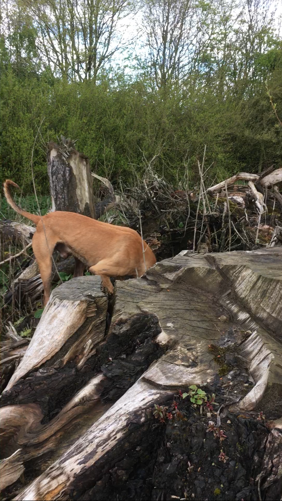 E96C8290-58A6-4C19-8AD5-7C1E09461301_zps