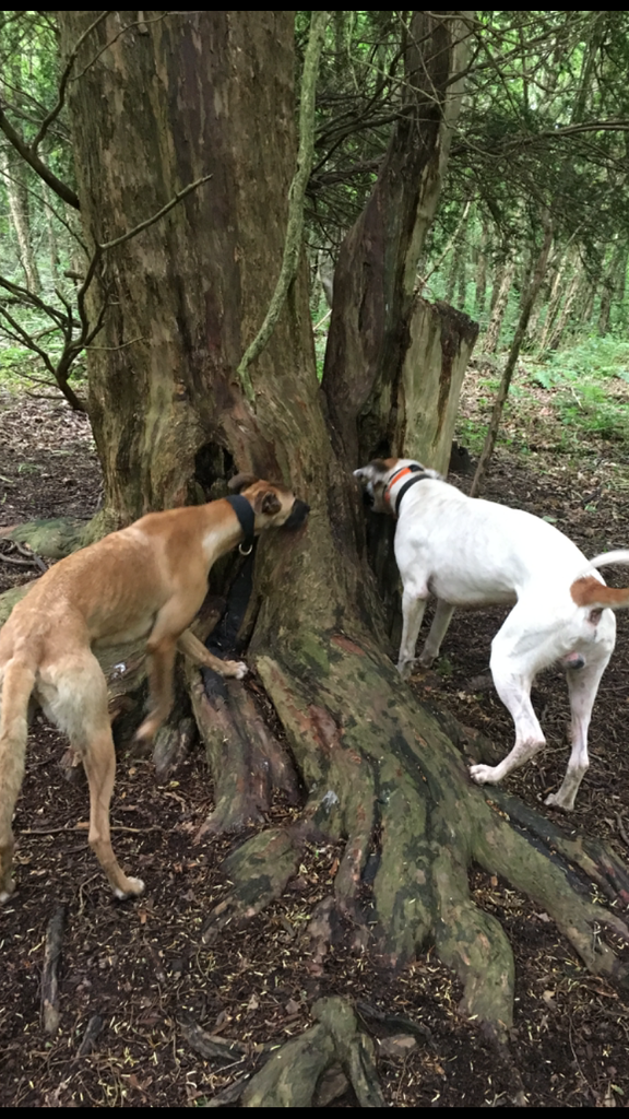 EF176943-106C-4DD8-8486-C4950FBADADA_zps