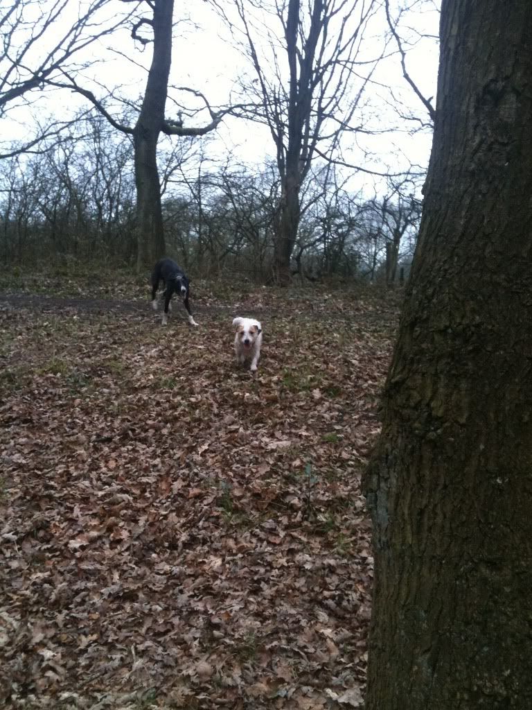 Walk1.jpg