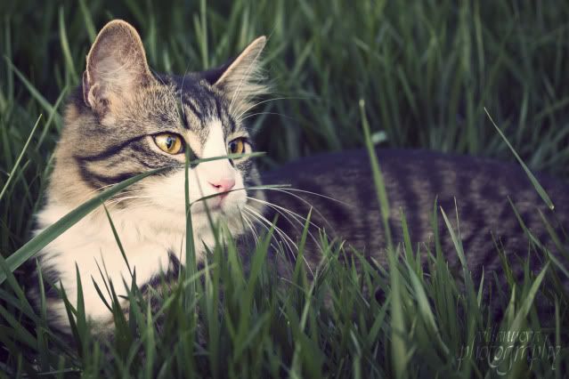 IMAGE: http://i1143.photobucket.com/albums/n639/villanuevaphotography/550D%20Photos/LunaWatching.jpg