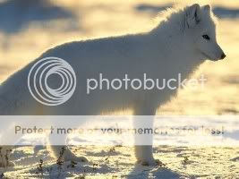 [Image: arctic-fox_217_600x450.jpg]