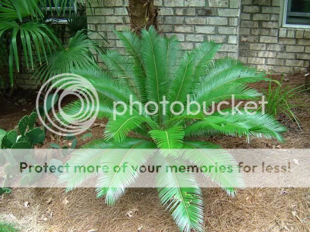 For more great deals on rare plants, please Visit My  Store 