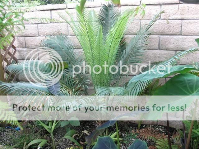 MADAGASCAN Cycad FAST Cycas thouarsii 24 30 inch Tree  