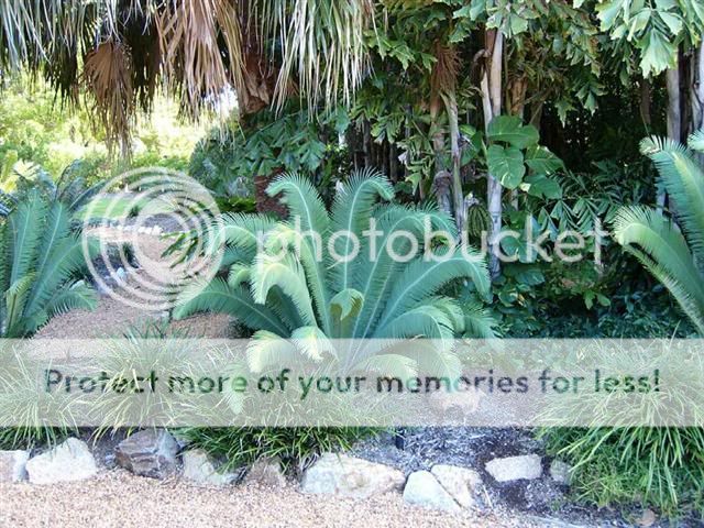 For more great deals on rare plants, please Visit My  Store 