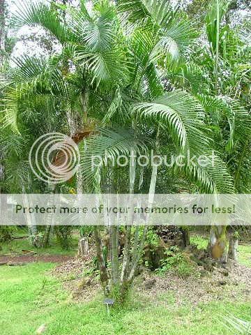 Rare Dypsis albofarinosa Live White NECK Palm Tree  