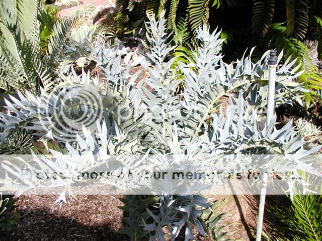 Encephalartos horridus DWARF Form LIVE Cycad ICE Blue Leaves Plant 