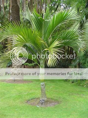 Umbrella Palm WHITE Waxy Stem LIVE Tree 20 24 inches  